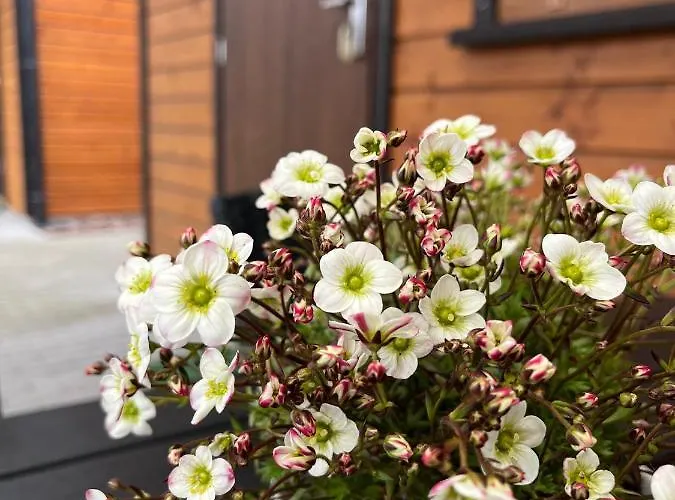 Dom wakacyjny Letniskowe Wiktorek Dziwnówek